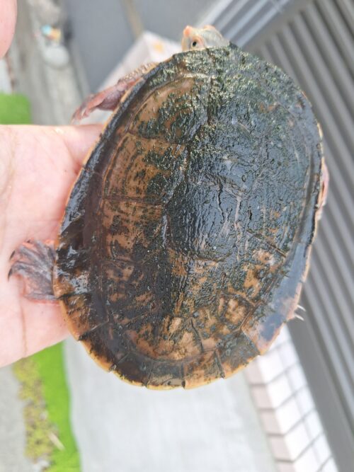 キンバリーアカミミマゲクビガメ（甲長約12,5cm）オス - 画像 (7)