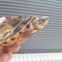 ベトナムミスジハコガメ（甲長約8,5cm）