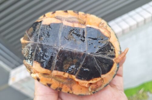 ベトナムミスジハコガメ（甲長約8,5cm） - 画像 (10)