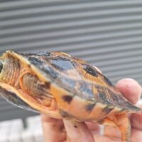 ベトナムミスジハコガメ（甲長約8,5cm）