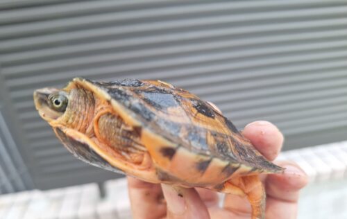 ベトナムミスジハコガメ（甲長約8,5cm） - 画像 (2)
