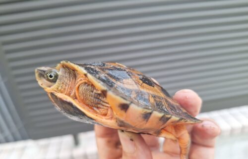 ベトナムミスジハコガメ（甲長約8,5cm） - 画像 (5)