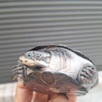 トゥルカナハコヨコクビガメ（甲長約10,5cm）