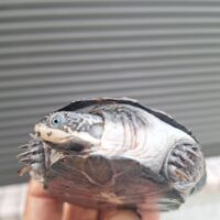 トゥルカナハコヨコクビガメ（甲長約10,5cm）