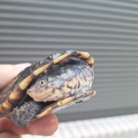 コシヒロカエルガメ（甲長約8cm）レッドタイプ
