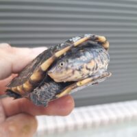 コシヒロカエルガメ（甲長約8cm）レッドタイプ