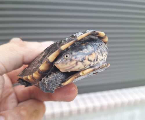 コシヒロカエルガメ（甲長約8cm）レッドタイプ