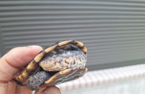 コシヒロカエルガメ（甲長約8cm）レッドタイプ - 画像 (7)