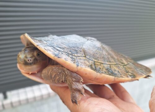 メラウケカブトガメ（甲長約16cm） - 画像 (6)