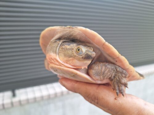 キンバリーアカミミマゲクビガメ（甲長約12,5cm）オス - 画像 (9)