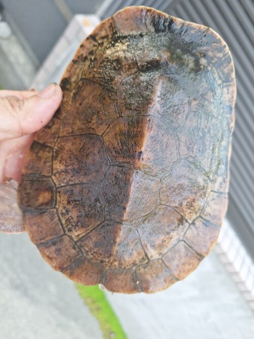メラウケカブトガメ（甲長約16cm） - 画像 (8)