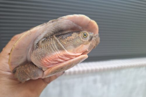 メラウケカブトガメ（甲長約16cm） - 画像 (4)
