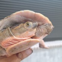 メラウケカブトガメ（甲長約16cm）