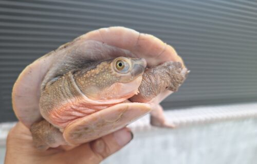 メラウケカブトガメ（甲長約16cm） - 画像 (2)