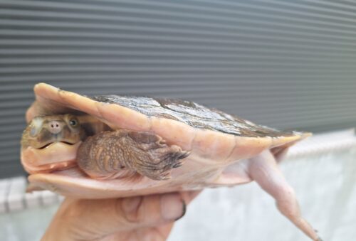 メラウケカブトガメ（甲長約16cm） - 画像 (3)