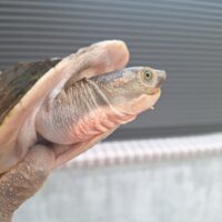 メラウケカブトガメ（甲長約16cm）