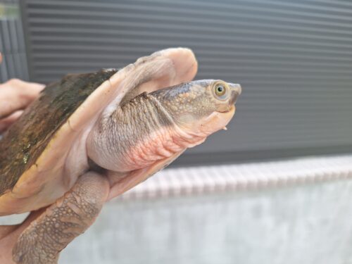 メラウケカブトガメ（甲長約16cm）