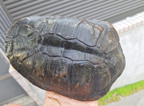 オオアタマヘビクビガメ（甲長約19,5cm）オス - 画像 (6)