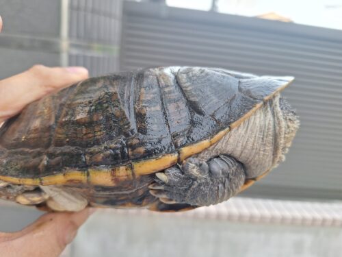 オオアタマヘビクビガメ（甲長約19,5cm）オス - 画像 (3)