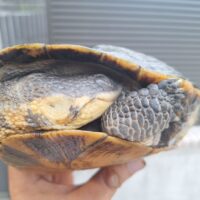 オオアタマヘビクビガメ（甲長約19,5cm）オス
