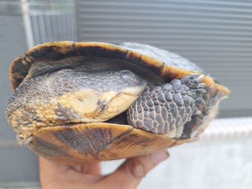オオアタマヘビクビガメ（甲長約19,5cm）オス