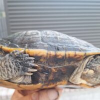 オオアタマヘビクビガメ（甲長約19,5cm）オス