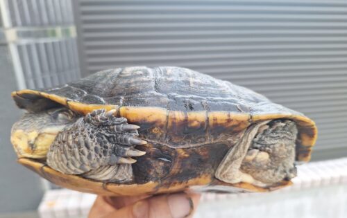 オオアタマヘビクビガメ（甲長約19,5cm）オス - 画像 (2)