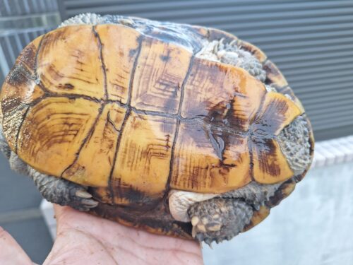 オオアタマヘビクビガメ（甲長約19,5cm）オス - 画像 (8)