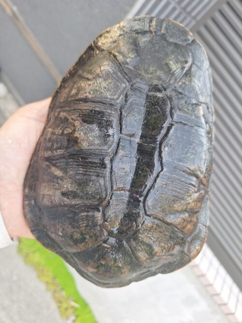 オオアタマヘビクビガメ（甲長約19,5cm）オス - 画像 (7)