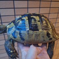 ヘルマンリクガメ（甲長約20cm）メス（産卵経験あり）