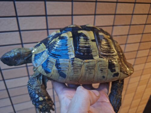 ヘルマンリクガメ（甲長約20cm）メス（産卵経験あり）