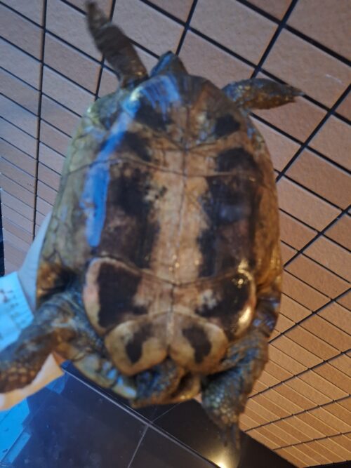 ヘルマンリクガメ（甲長約20cm）メス（産卵経験あり） - 画像 (6)