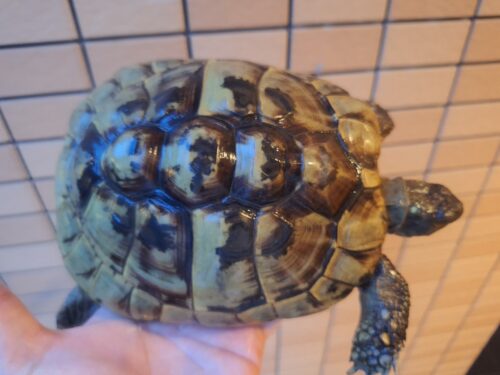 ヘルマンリクガメ（甲長約16,5cm）メス - 画像 (4)