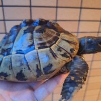 ヘルマンリクガメ（甲長約16,5cm）メス