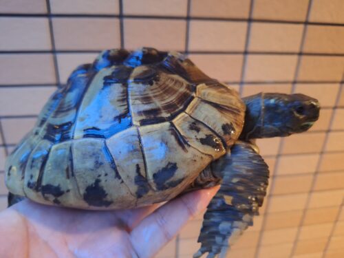 ヘルマンリクガメ（甲長約16,5cm）メス