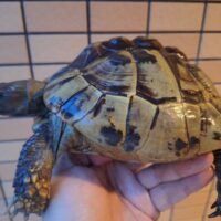 ヘルマンリクガメ（甲長約16,5cm）メス