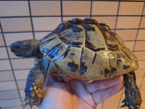 ヘルマンリクガメ（甲長約16,5cm）メス - 画像 (2)