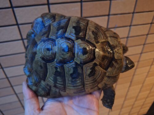 ヘルマンリクガメ（甲長約15cm）オス - 画像 (4)