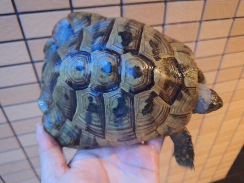 ヘルマンリクガメ（甲長約15cm）オス - 画像 (3)