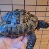 ヘルマンリクガメ（甲長約15cm）オス