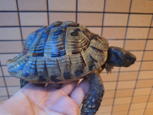 ヘルマンリクガメ（甲長約15cm）オス