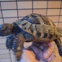 ヘルマンリクガメ（甲長約15cm）オス