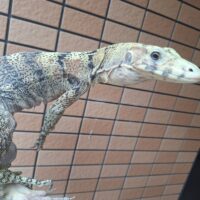 サルファモニター（全長約70cm）
