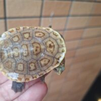 パーケリーナガクビガメ（甲長約6cm）２４CB