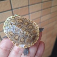 パーケリーナガクビガメ（甲長約6cm）２４CB