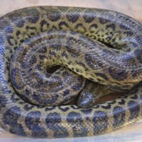 イエローアナコンダ（約120cm）約1kg　メス