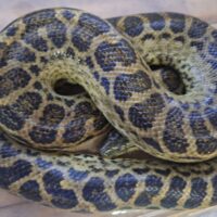 イエローアナコンダ（約120cm）約1kg　メス
