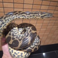 イエローアナコンダ（約150cm）約2kg　メス（ハンドリングOK）