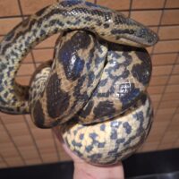 イエローアナコンダ（約150cm）約2kg　メス（ハンドリングOK）