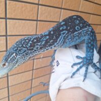 コバルトツリーモニター（約80cm）